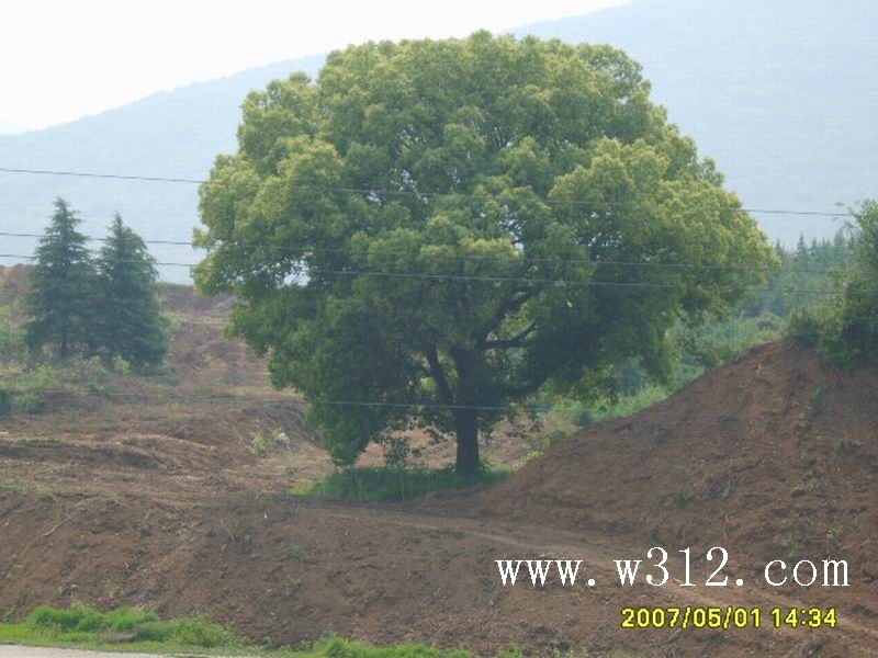 古香樟树