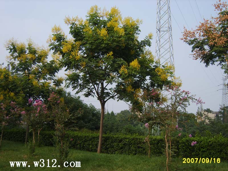 栾树花期园林景观