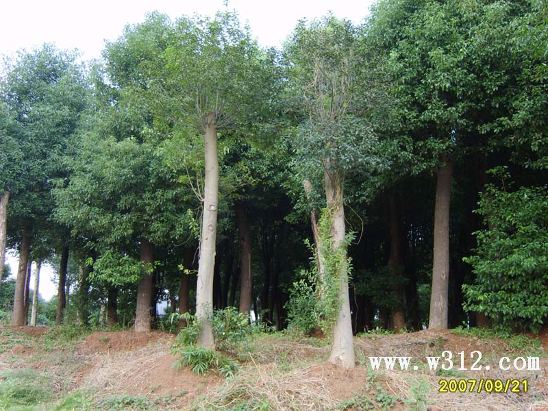 20-30香樟树