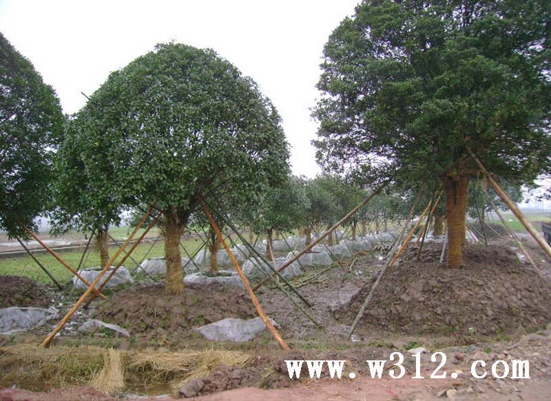 移植的桂花容器大树