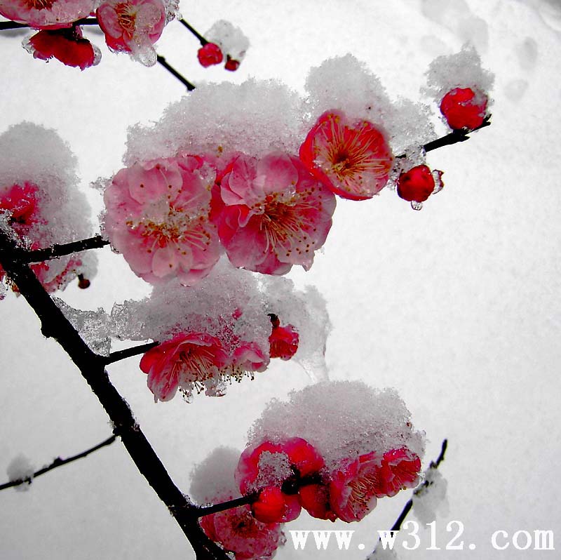 梅花