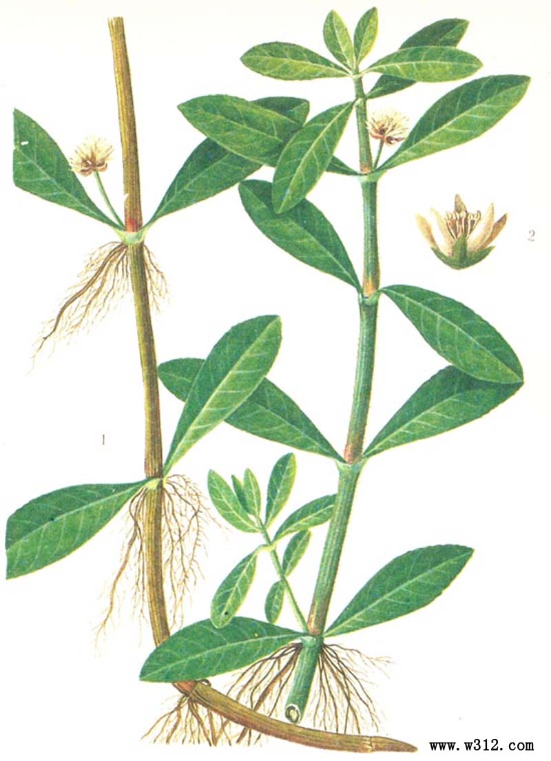 喜旱莲子草