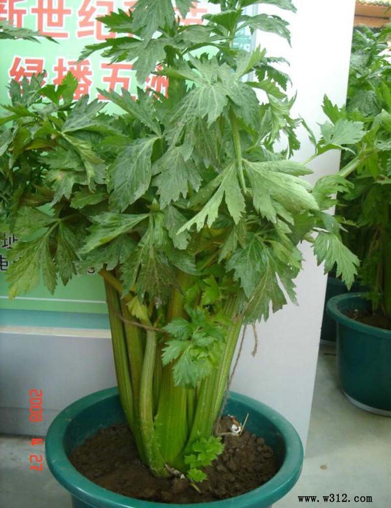 盆栽蔬菜