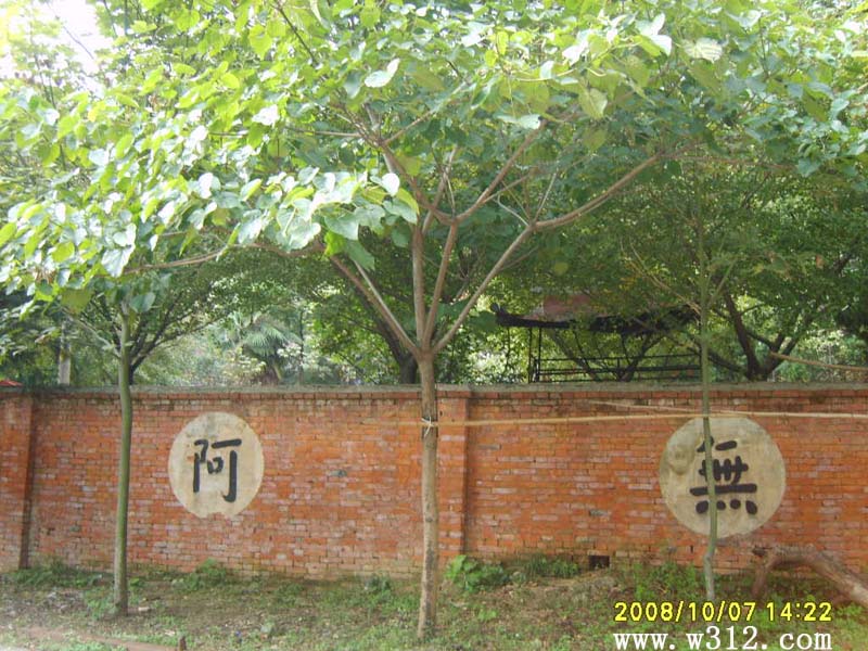 油桐/桐油树