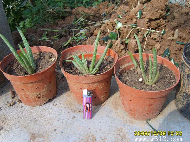 盆栽芦荟