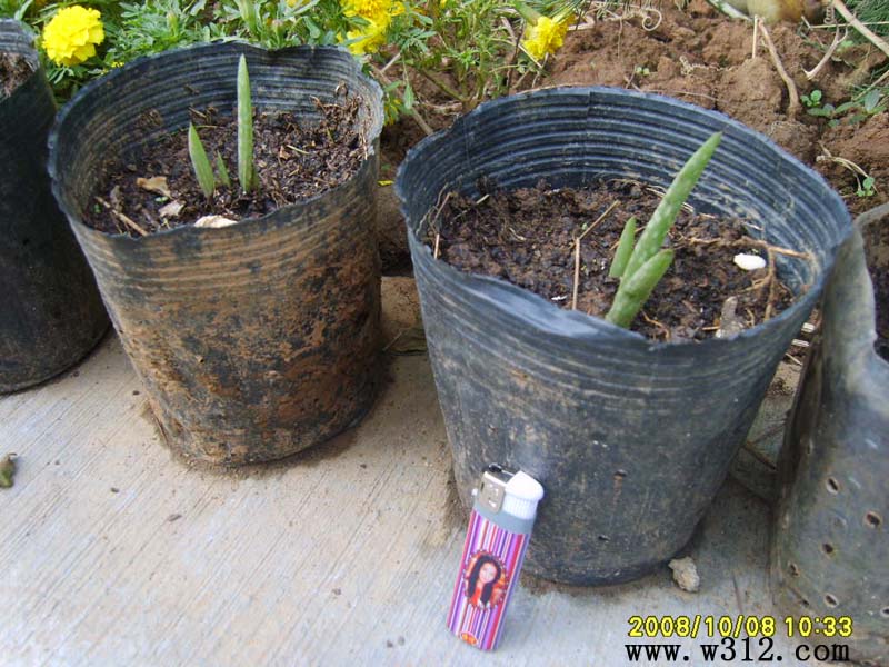 盆栽芦荟