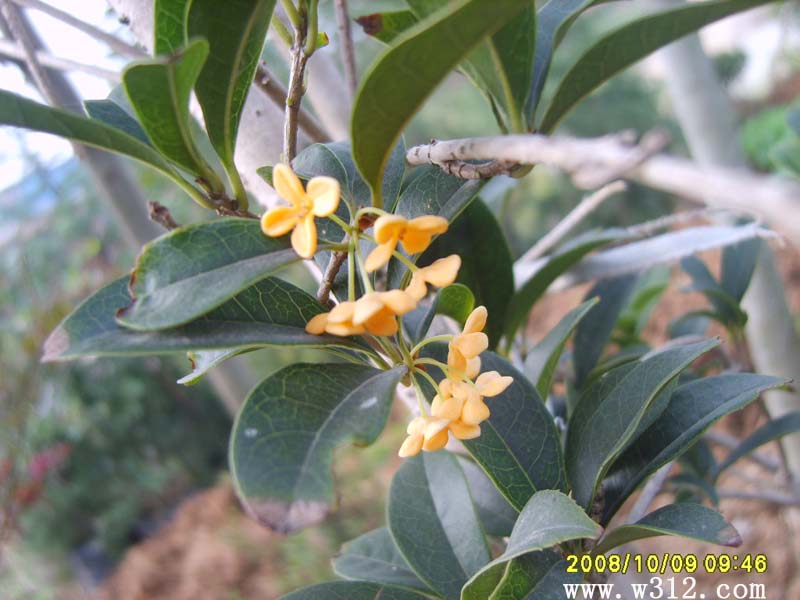桂花