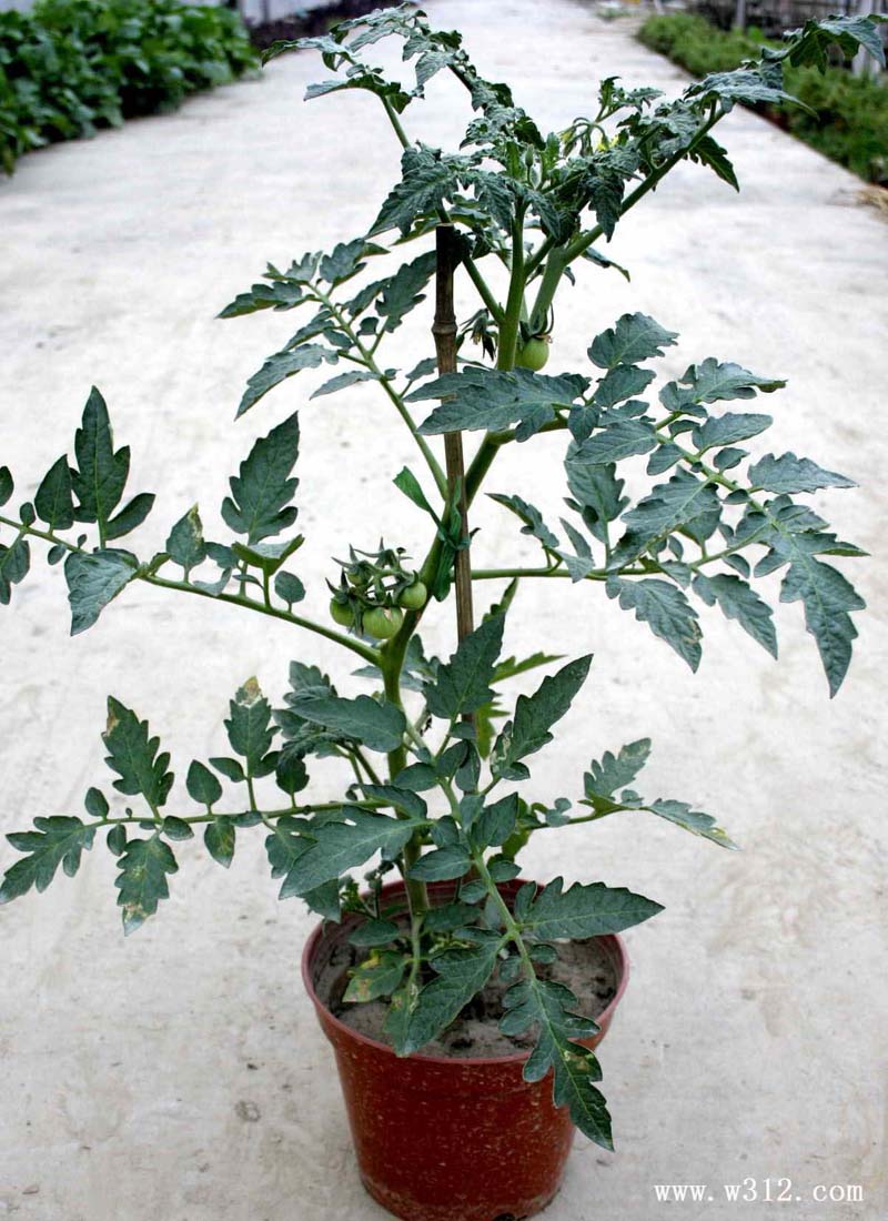 盆栽番茄