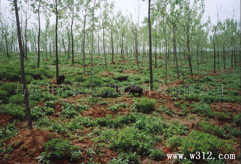 杨树