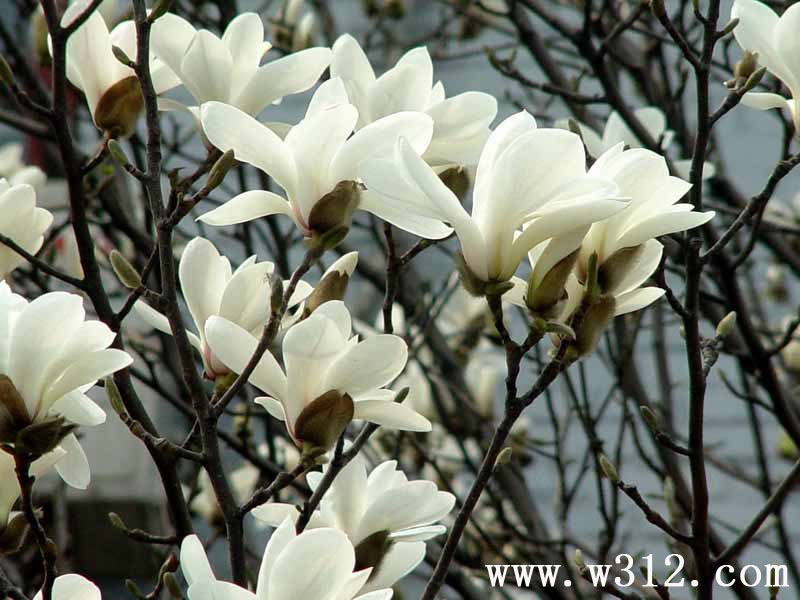 白玉兰花