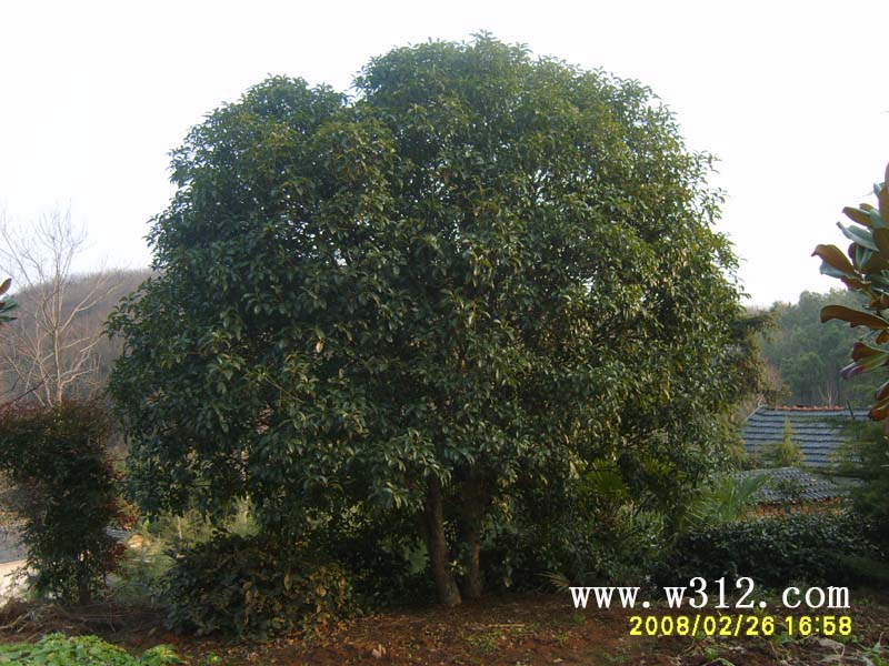 06Ź