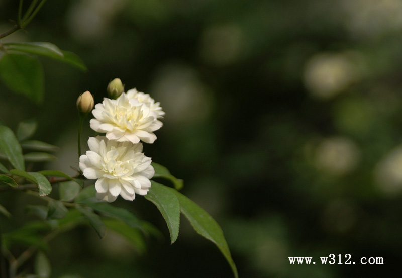 木香花