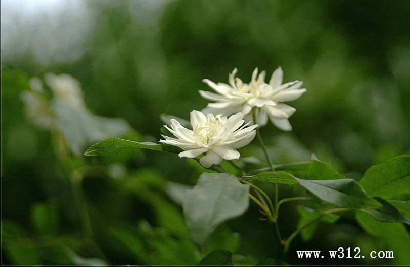 木香花