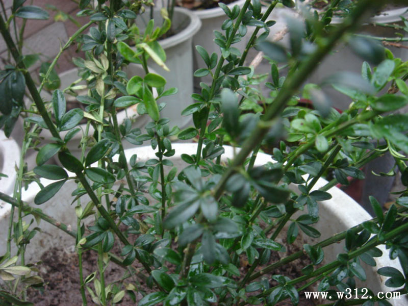 木香花