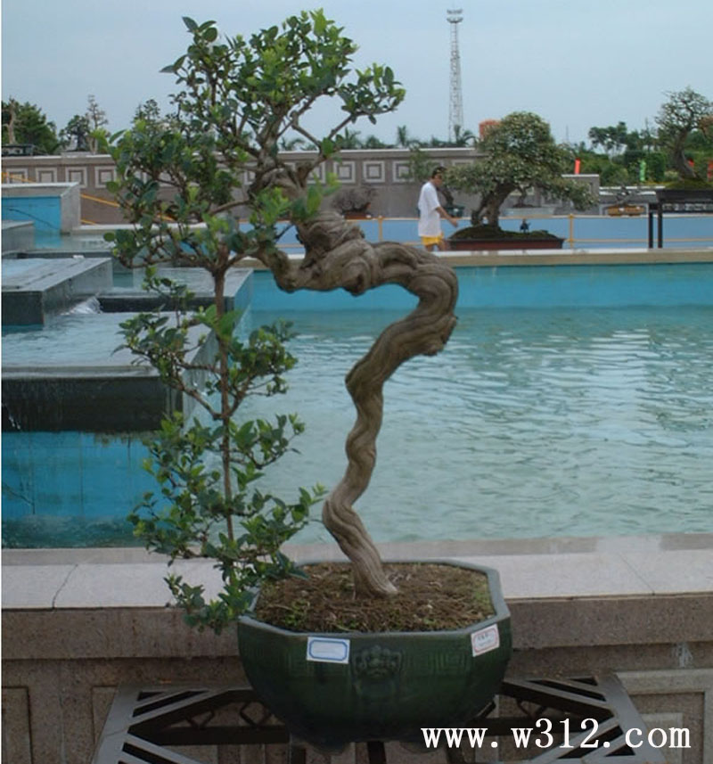 金银花桩
