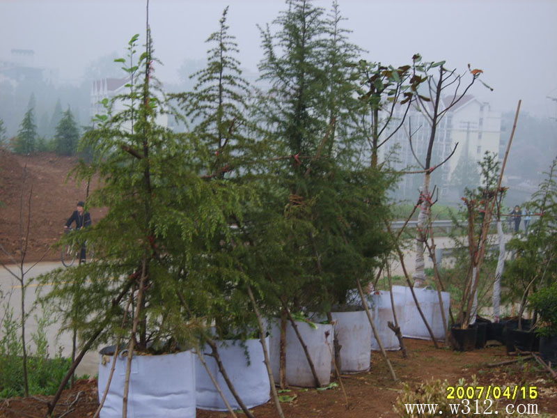 美植树袋种植雪松