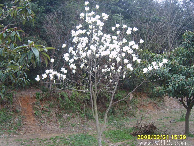 玉兰花