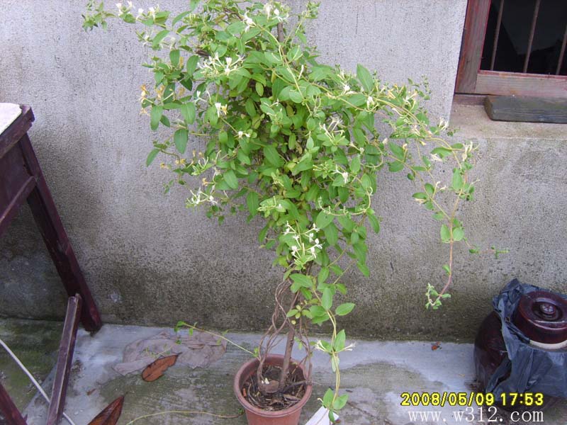 金银花