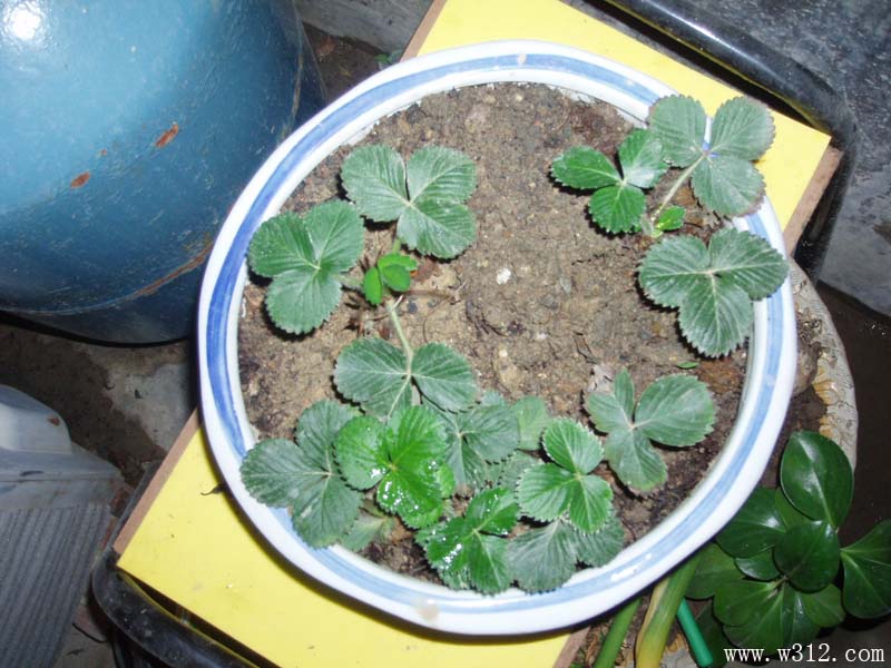 盆栽草莓