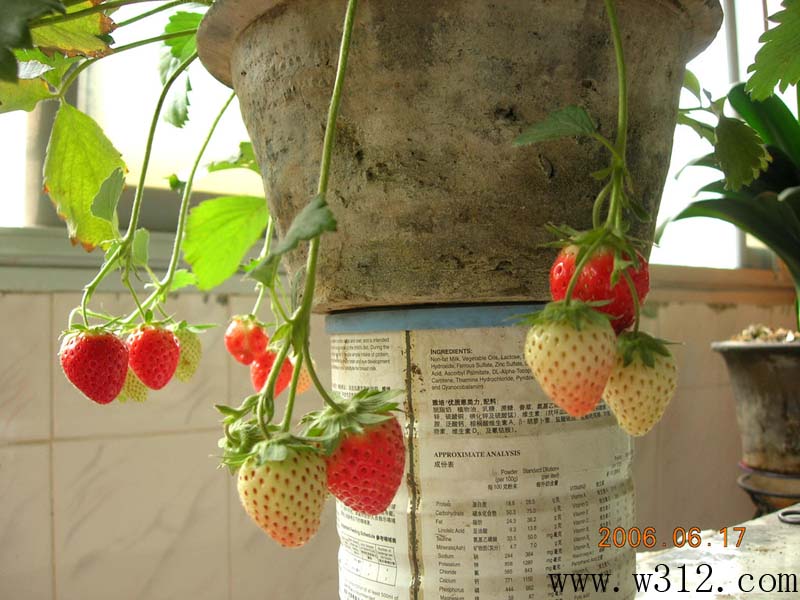 盆栽草莓