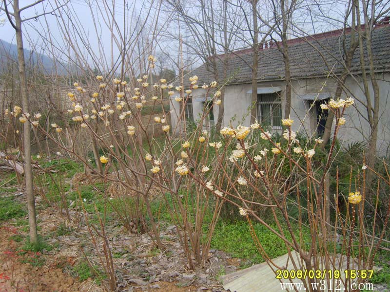 结香树
