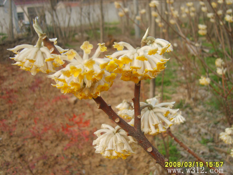 结香花