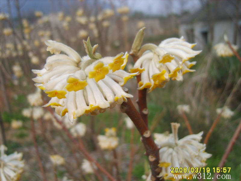 结香花
