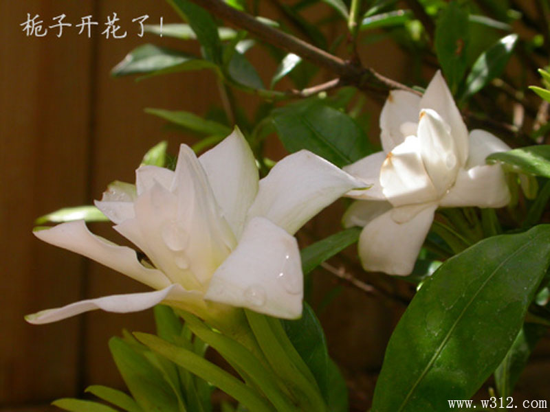 栀子花开