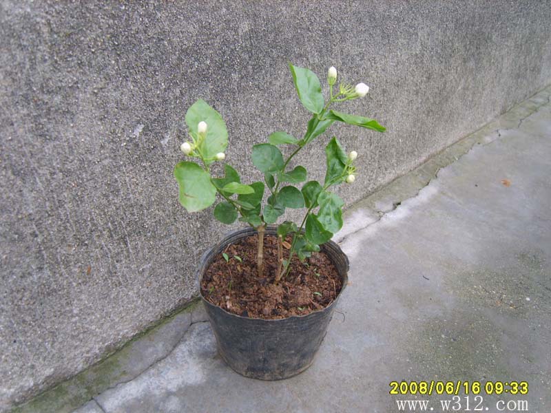 盆栽茉莉花