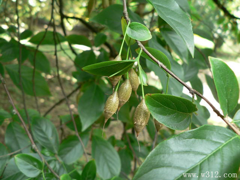 秤锤树