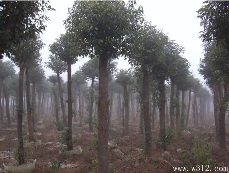 大规格香樟容器苗:浅埋美植袋苗