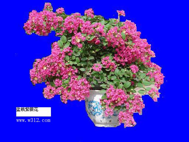 盆栽紫薇花