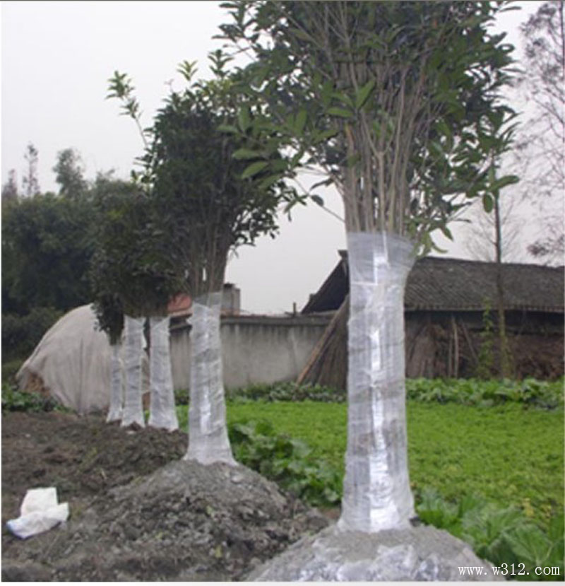 人造大树桂花