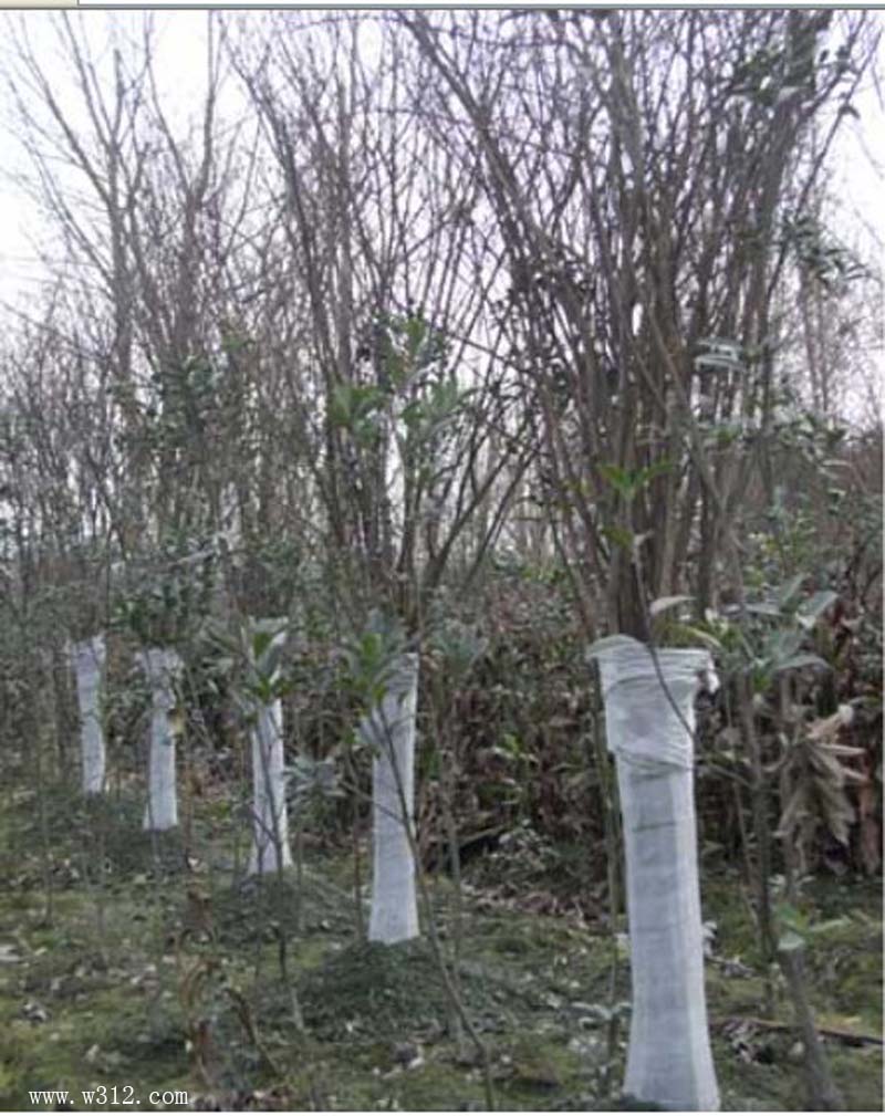 人造大树紫薇