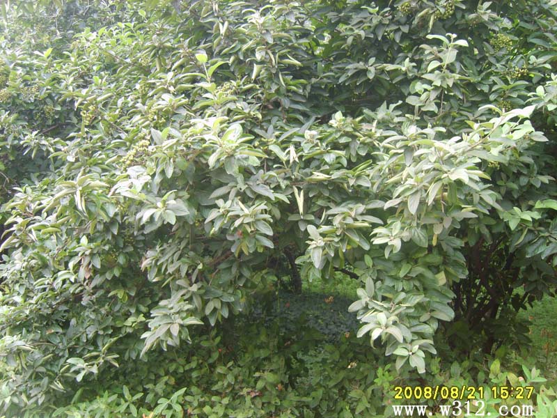 琼花