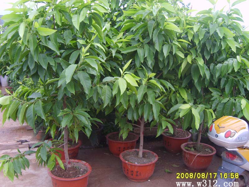 盆栽白兰花
